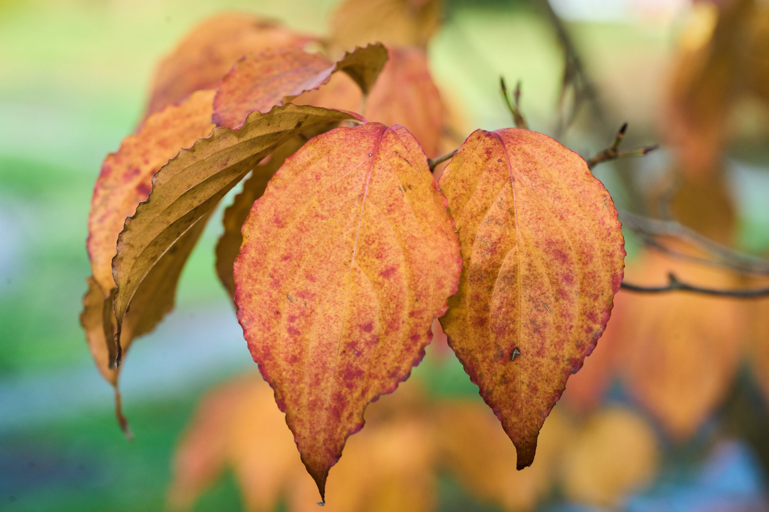 2025 11 02 Gruga 0022